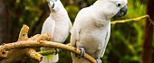 Kakadu papūgos (Cockatoo)