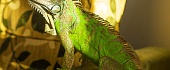 Žalioji iguana