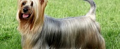 Australų šilkinis terjeras (Australian Silky Terrier)