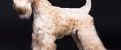 Airių kviečiaspalvis terjeras (Irish soft-coated Wheaten Terrier)