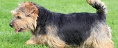 Norfolko terjeras (Norfolk Terrier)
