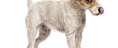 Pastoriaus Raselo terjeras (Parson Russell Terrier)