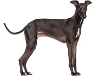 Levretė (Italian Greyhound)