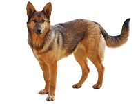 Tamaskano šuo (Tamaskanas, Tamaskan Dog)