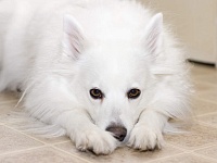Amerikos eskimų šuo (American Eskimo Dog)