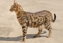 Savanos katė (Savannah cat)