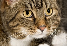 Europos trumpaplaukė katė (European shorthair cat)