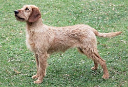 Mazasis Pudelis Poodle