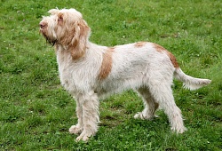 Mazasis Pudelis Poodle