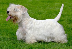 Mazasis Pudelis Poodle