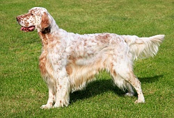 Didysis Pudelis Karaliskasis Standard Poodle