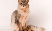 Somalio katės (Somali cat)