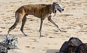 Rampūro kurtas (Rampur Greyhound)