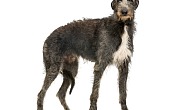 Dirhaundas (Scottish Deerhound)