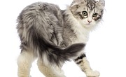 Amerikos riestaausės katės (American Curl)