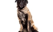 Estrelos aviganis (Estrela Mountain Dog)