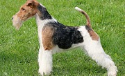 Šiurkščiaplaukis foksterjeras (Wire Fox Terrier)