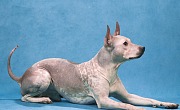 Amerikiečių plikasis terjeras (American Hairless Terrier)