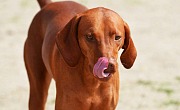 Redbono kunhaundas (Redbone Coonhound)