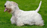 Silihemo terjeras (Sealyham Terrier)