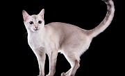 Tonkino katė (Tonkinese cat)