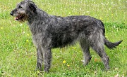 Airių vilkogaudis (Irish Wolfhound)