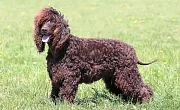 Airių vandens spanielis (Irish Water Spaniel)