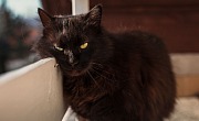 Šantilio katė (Chantilly cat)