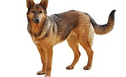 Tamaskano šuo (Tamaskanas, Tamaskan Dog)