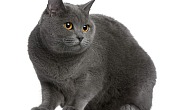 Kartezianinės katės (Chartreux cat)
