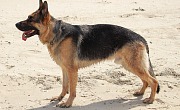 Vokiečių aviganis (German Shepherd Dog)