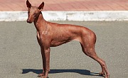 Peru plikasis šuo  (Peruvian Hairless Dog)