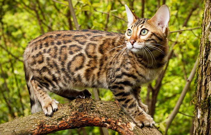 sæt ind Kurve kapitel Savanos katė (Savannah cat)