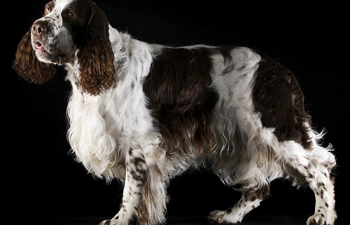 Anglų springerspanielis (English Springer Spaniel)