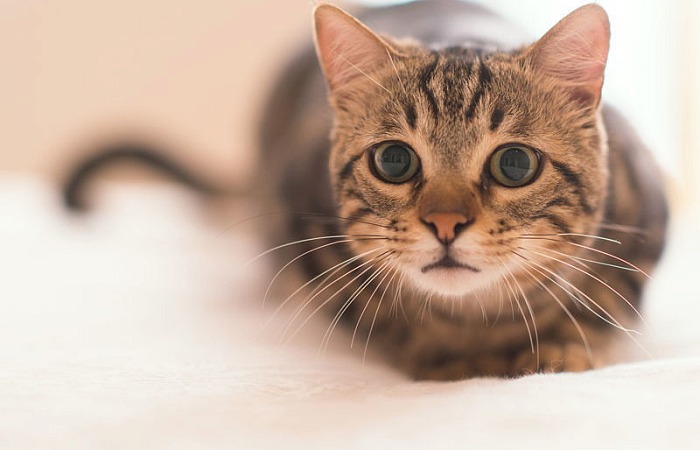 Amerikos šiurkščiaplaukė katė (American Wirehair cat)