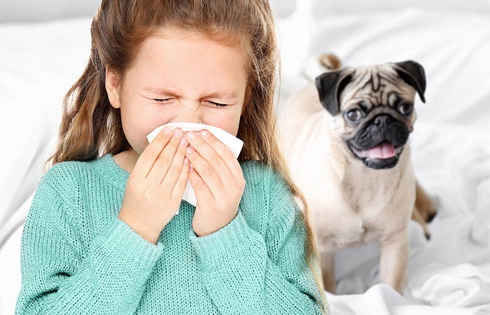 Alergija šunims