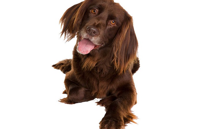 Vokiečių Ilgaplaukis Spanielis (German Longhaired Pointer)
