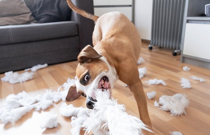Kaip atpratinti šunį graužti daiktus ir baldus?