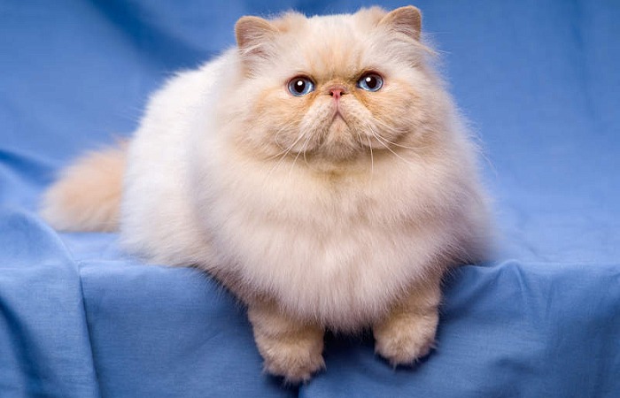 Persų katės (Persian cat)
