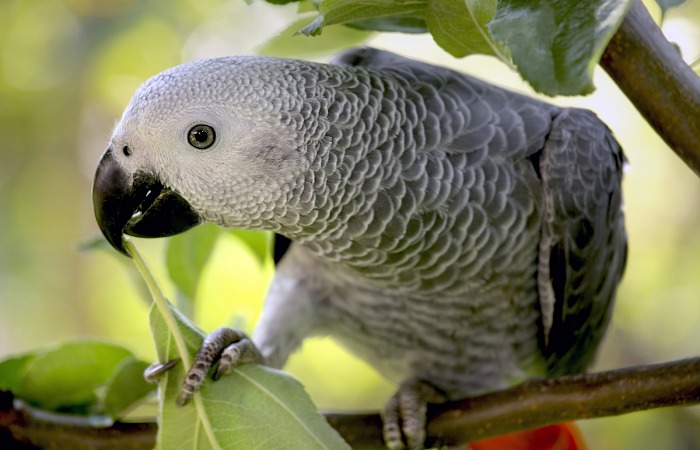 Žako (Gray parrot)