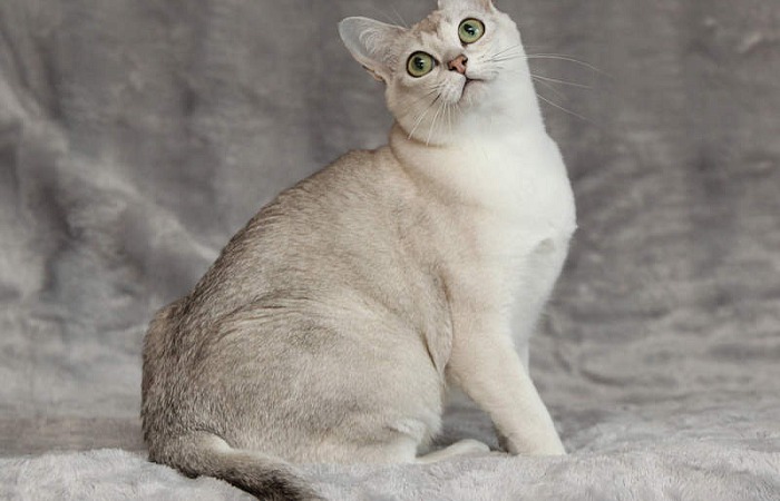 Burmilos katė (Burmilla cat)