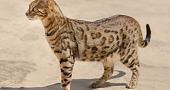 Savanos katė (Savannah cat)