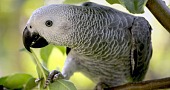 Žako (Gray parrot)
