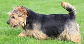 Norfolko terjeras (Norfolk Terrier)