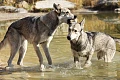 Sarloso vilkšunis (Saarloos wolfdog)