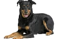 Boseronas (Beauceron)
