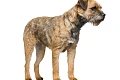 Border terjeras (Border Terrier)