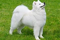 Samojedas (Samoyed)