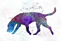 Artua skalikas (Artois Hound)