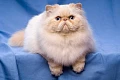 Persų katės (Persian cat)